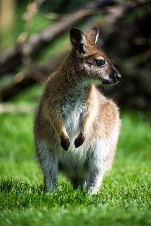 Wallaby