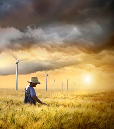 Farmer checking his crop of wheat