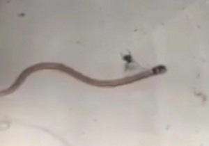 عنکبوتی که مار شکار می‌کند