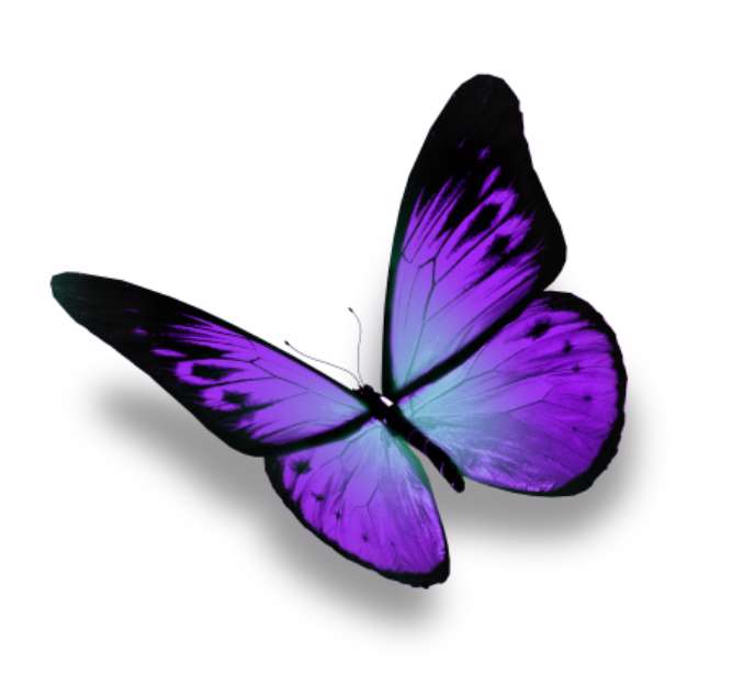 Violet butterfly flying, isolated on white background