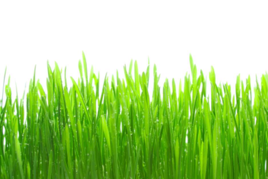 Dew on grass on the white background