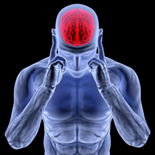 brain