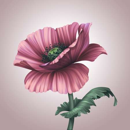 beautiful pink poppy isolated on light background