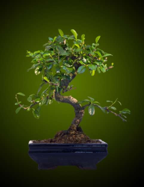 bonsai tree