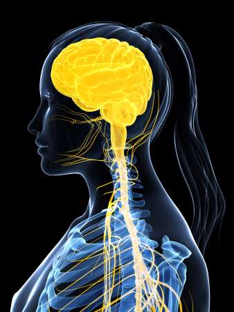 3d rendered illustration of the female nervous system