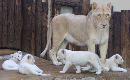 شیطنت‌های توله شیرهای تازه متولد شده در باغ وحش