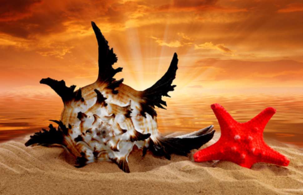 Conch shell with starfish on beach in the sunset
