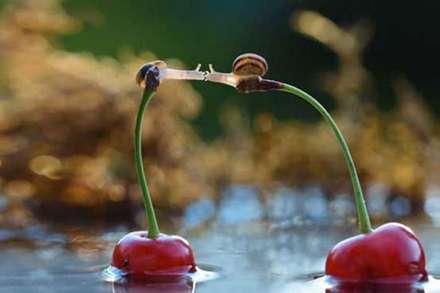 عشق و محبت در میان حیوانات