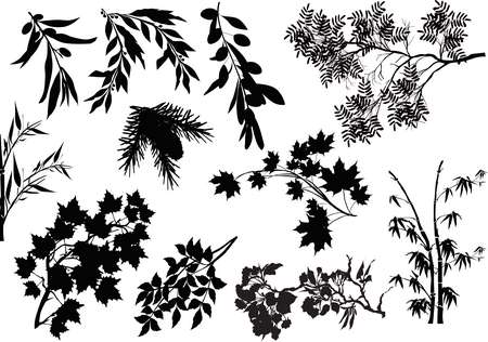 black tree branches collection