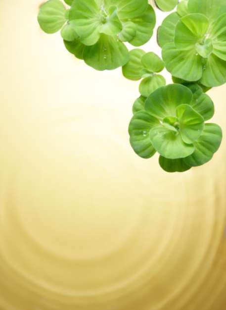 green plants floating on water