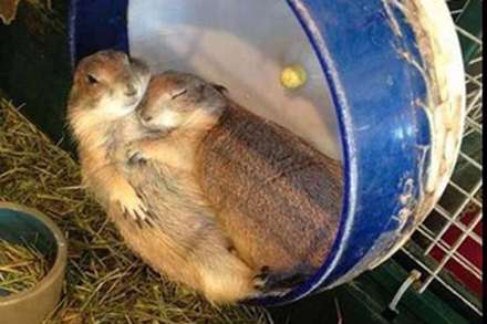 عشق و محبت در میان حیوانات