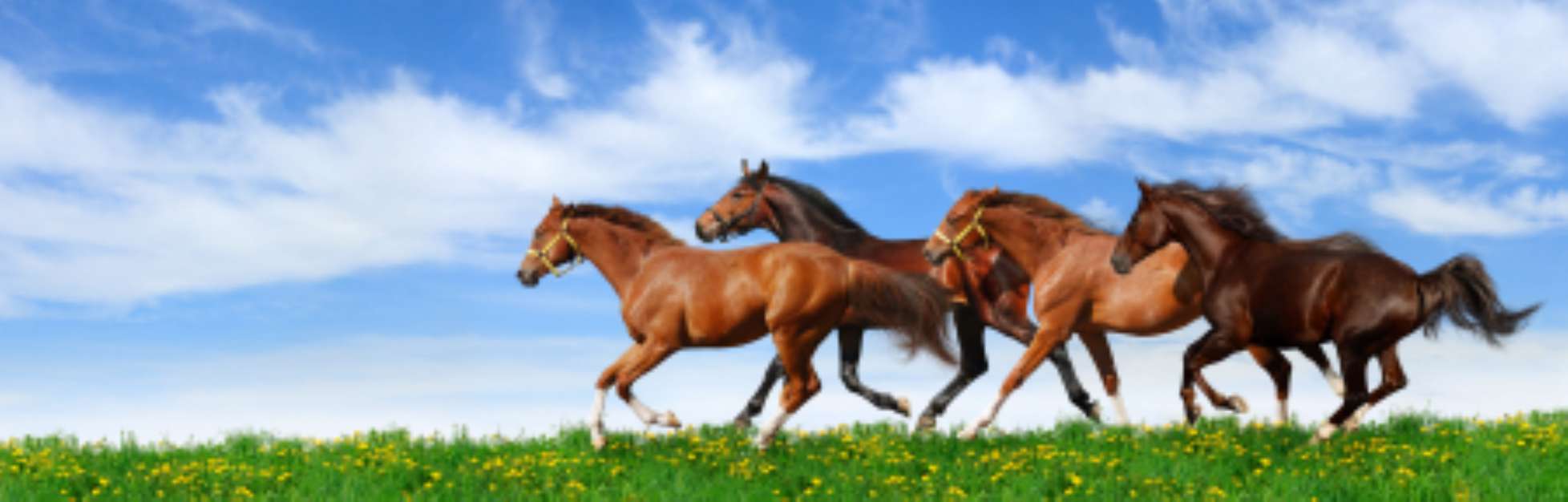 herd gallops in green field