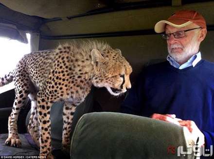 حمله حيوانات به توريست ها