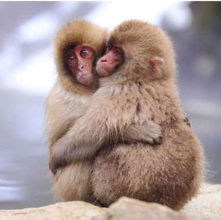 عشق و محبت در میان حیوانات