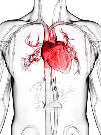3d rendered illustration of the human vascular system