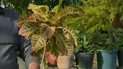 گیاه کورتون (به زبان آذری)