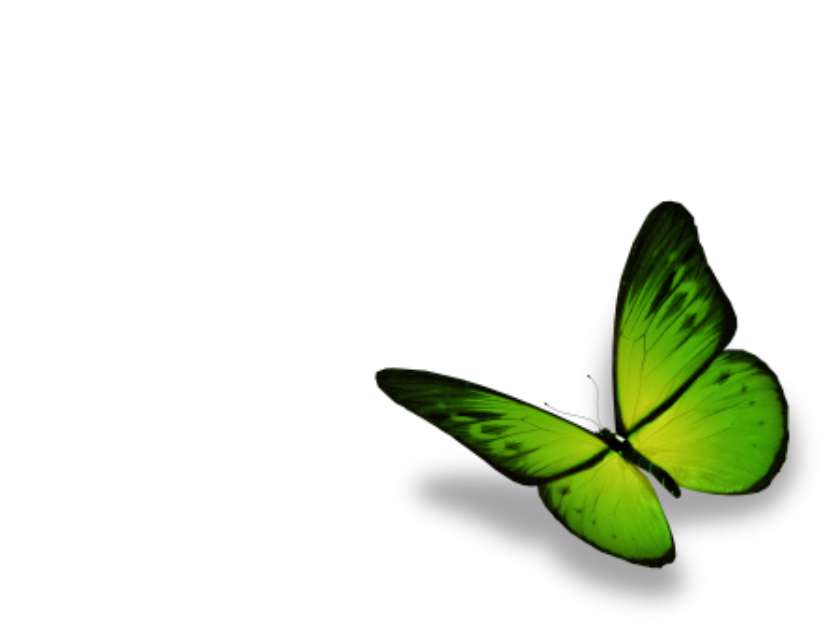 Green butterfly, isolated on white background