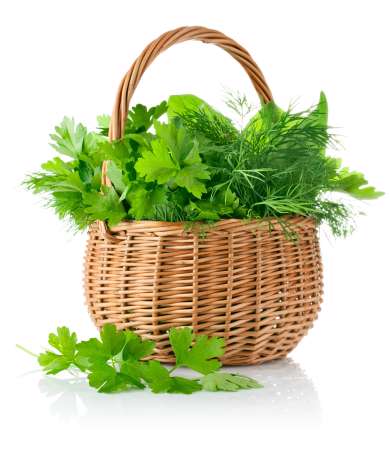 fresh spicy herb in basket isolated on white background
