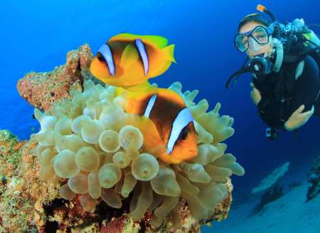Clownfish and Scuba Diver