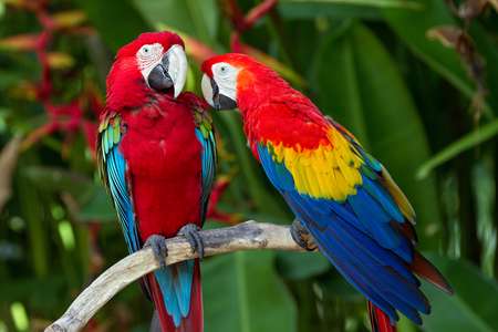 Couple of Green-Winged and Scarlet macaws in nature surrounding