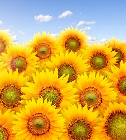 Field full of sunflowers