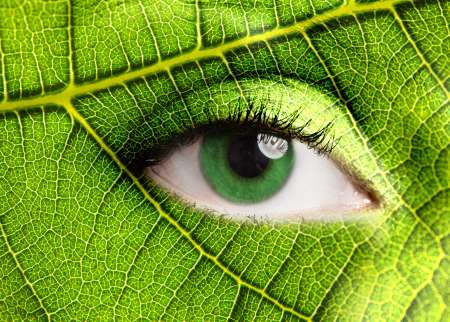 Leaf eye