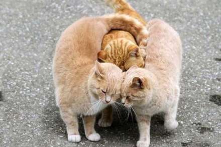 عشق و محبت در میان حیوانات