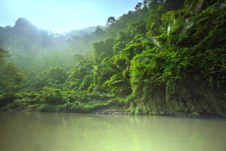 Jungle