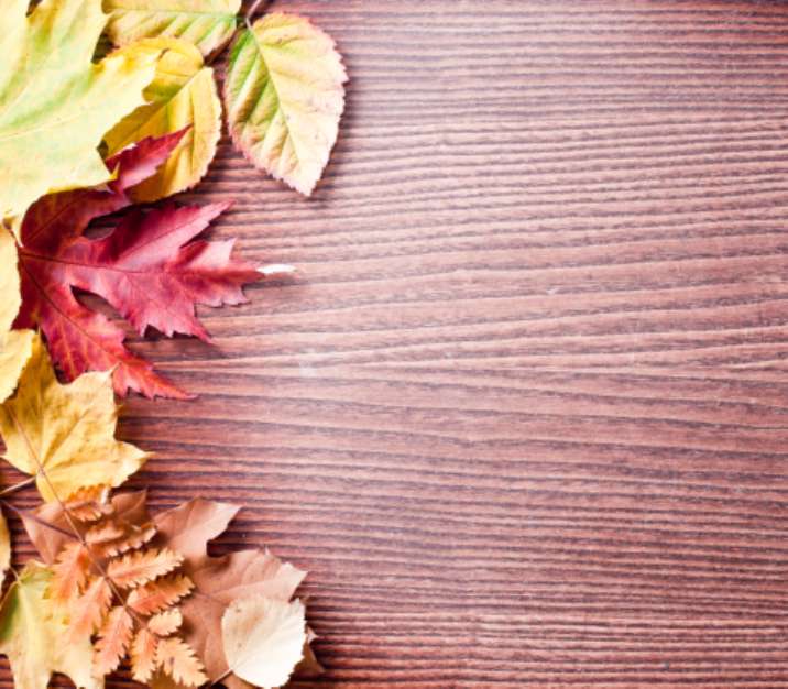Autumn leaves.