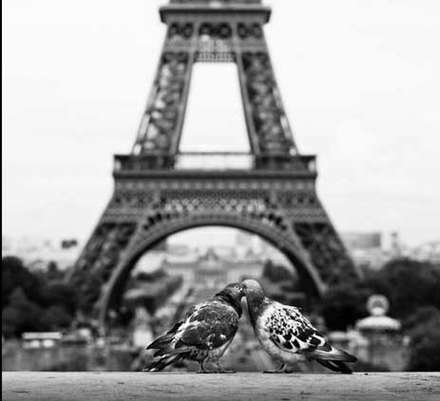 عشق و محبت در میان حیوانات