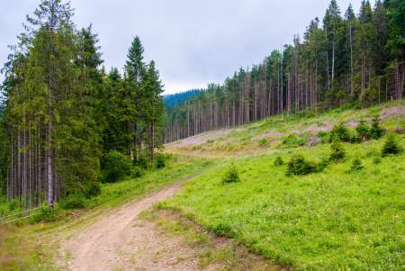 Path in the pine forest