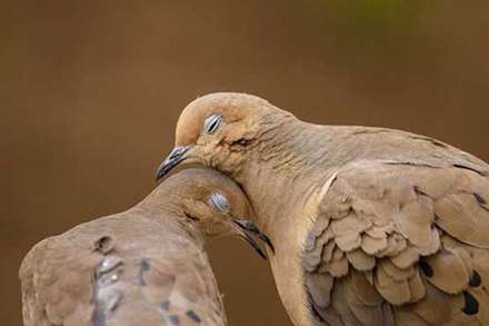 عشق و محبت در میان حیوانات
