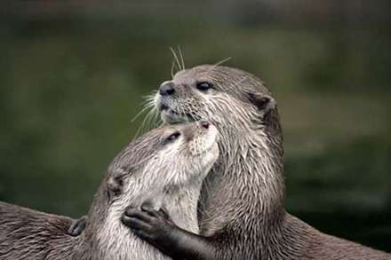 عشق و محبت در میان حیوانات