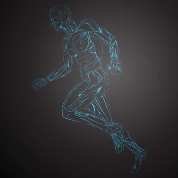 Vector Illustration of Human Muscle Anatomy