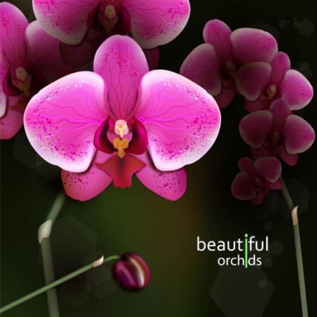 Purple orchid flower.