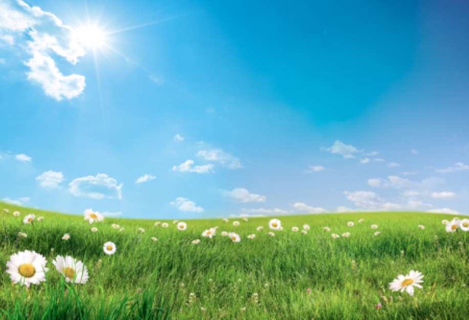 landscape with flowers
