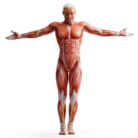 anatomy, muscles