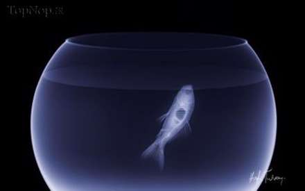 عکاسی با اشعه ایکس از حیوانات