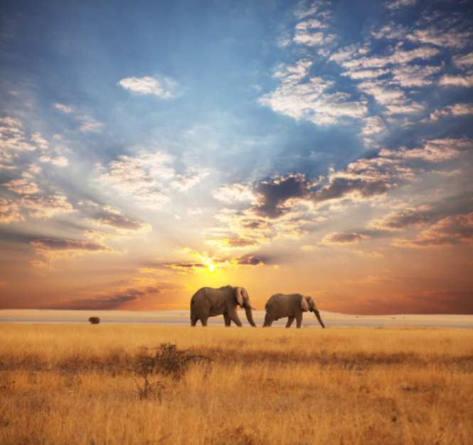 Elephant