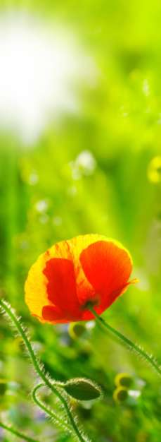 une fleur de coquelicot dans un champ avec le soleil en fond