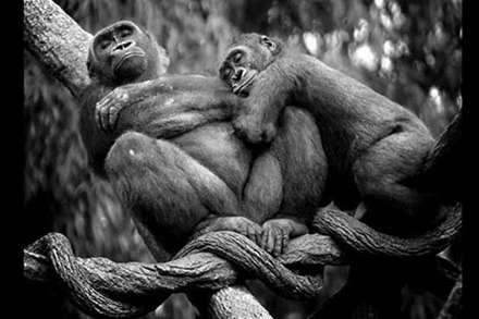 عشق و محبت در میان حیوانات