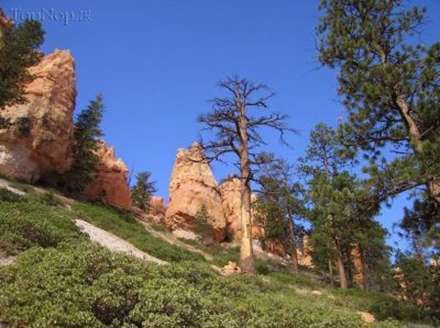 درختان بلند و قطور در وسط بیایان