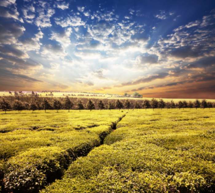 Tea plantation