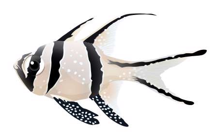 Banggai cardinalfish