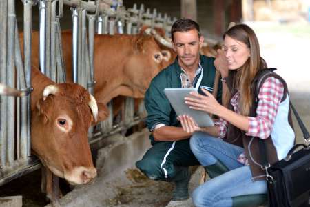 Farmer and veterinarian checking on cows