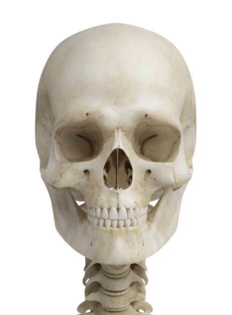 skull
