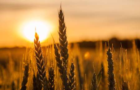 Wheat Stalk silhouette