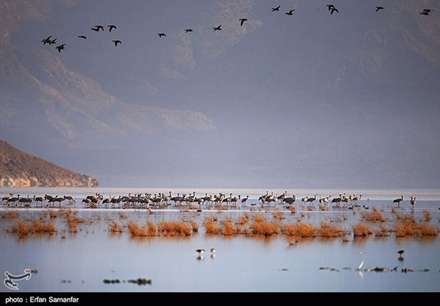 مهاجرت درنا ها به تالاب های فارس