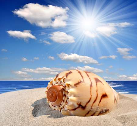 Conch shell on beach