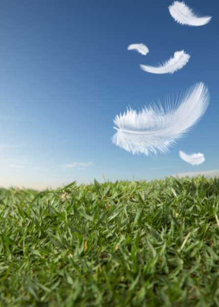 feathers falling